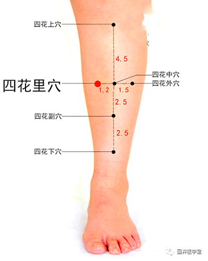 四花上穴|各位同学大家好，今天给大家分享的是董氏针灸四花上。